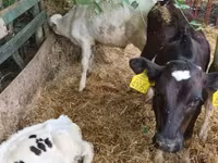 Taureau, Race Holstein — photo 2