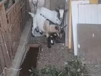 雄ヤギ, Dutch Landrace goats — 写真 3