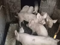 Schweine (Partie, Geschlecht nicht angegeben), Schweine — Foto 2