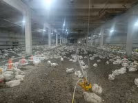 Chickens — photo 2