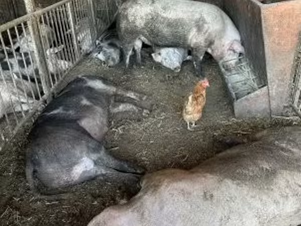 Шошқалар (топ, жынысы көрсетілмеген), Шошқалар