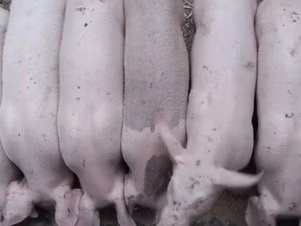 公猪, Крупная белая