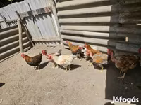Chickens — photo 3