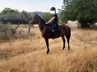 母马, Horses — 照片 1