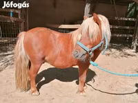 Caballo, Shetland Pony — foto 3