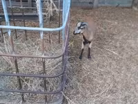 Widder, Cameroon sheep — Foto 5