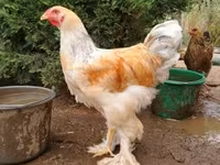 Brahma — foto 1