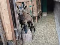 बकरा, Alpine goat — फ़ोटो 5