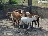 Oveja, Cameroon sheep — foto 1