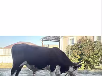 Taureau, Vache kazakhe à tête blanche — photo 1