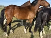 Kobyła, Dutch warmblood horse — zdjęcie 2