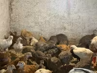 Chickens — الصورة 4