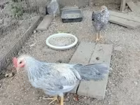 Chickens — Foto 2