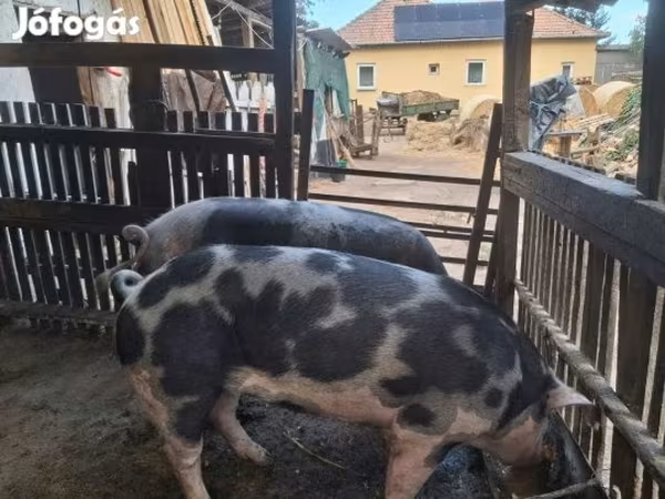 Хряк, Пьетрен