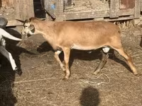 كبش, Cameroon sheep — الصورة 4