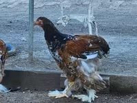 Brahma — foto 5
