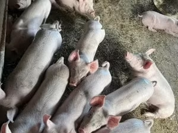 Verrat, Porcs — Hongrie