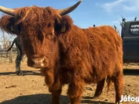 Vaca, Highland — foto 1