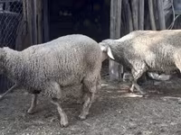 Sheep, Sheep — photo 6