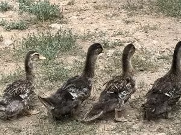 Ducks — Węgry