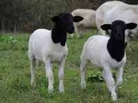 Qo‘ylar (partiya, jinsi ko‘rsatilmagan), Dorper sheep — 4-rasm