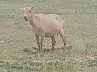 公山羊, Alpine goat — 照片 2