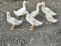 Ducks — الصورة 3
