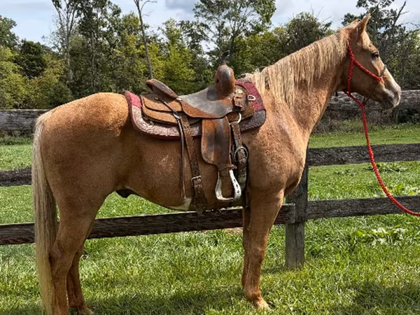 Pastuv, Quarter Horse