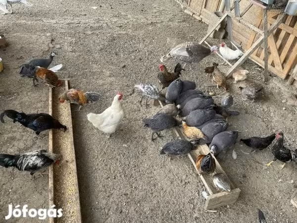 Turkeys