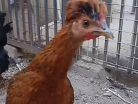 Chickens — fotografija 1