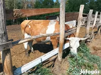 Vache, Simmental cattle — photo 5