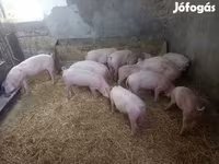 خنزيرة, Крупная белая — الصورة 4
