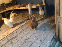 Bantam — fotografija 3