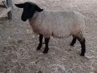 Ovan, White Suffolk sheep — fotografija 1