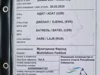Kobyła, Thoroughbred horse — zdjęcie 5