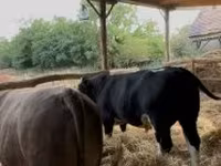 Toro, Raza Holstein — foto 7