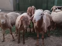 كبش, Rhon sheep — الصورة 2