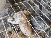 Quails — fotografija 3