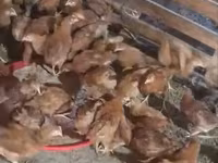 Chickens — photo 1