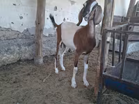 Koza, Nubian Goat — fotografija 6