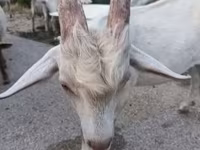Ешкі, Saanen goat — 5-сурет
