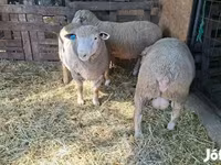 मेढ़ा, Ile-de-France sheep — फ़ोटो 4