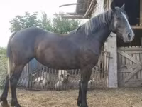 Kobyła, Konie — zdjęcie 2