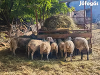 Schaf, Schafe — Foto 5