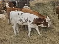 Goveda (partija, pol nije naveden), Simmental cattle — fotografija 8