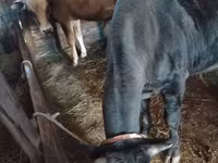 Bull, Cattle — photo 2