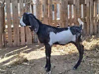 Jarac, Kamori goats — fotografija 2
