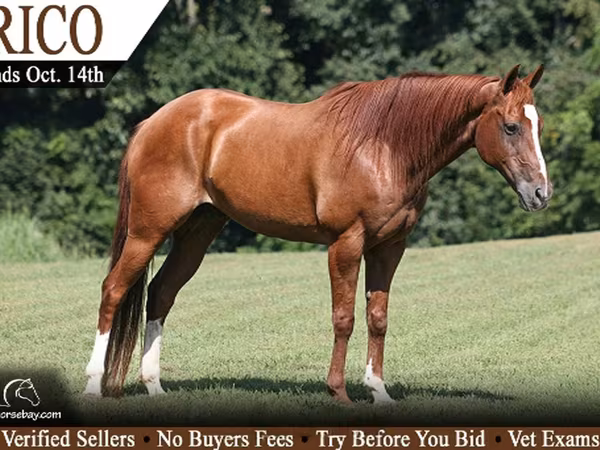 Pastuv, Quarter Horse