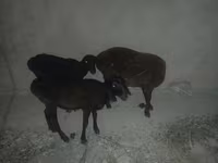 Ovca, Karakul sheep — fotografija 2