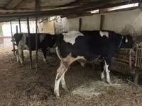 雄牛, Russian Black pied cattle — 写真 1